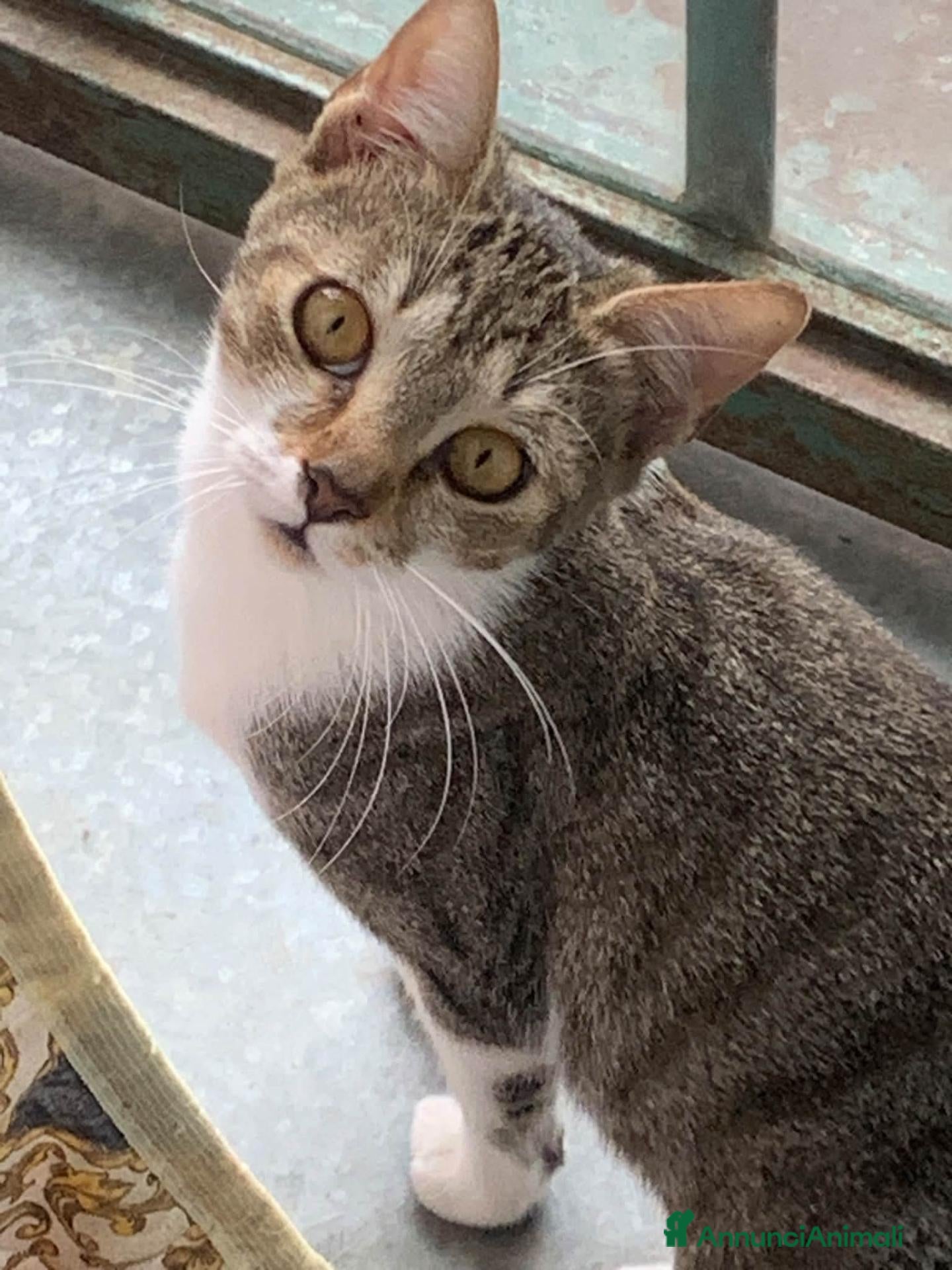 Meticcio gatti 2 anni scarsi, dolce come lo zucchero  - Annuncio 15