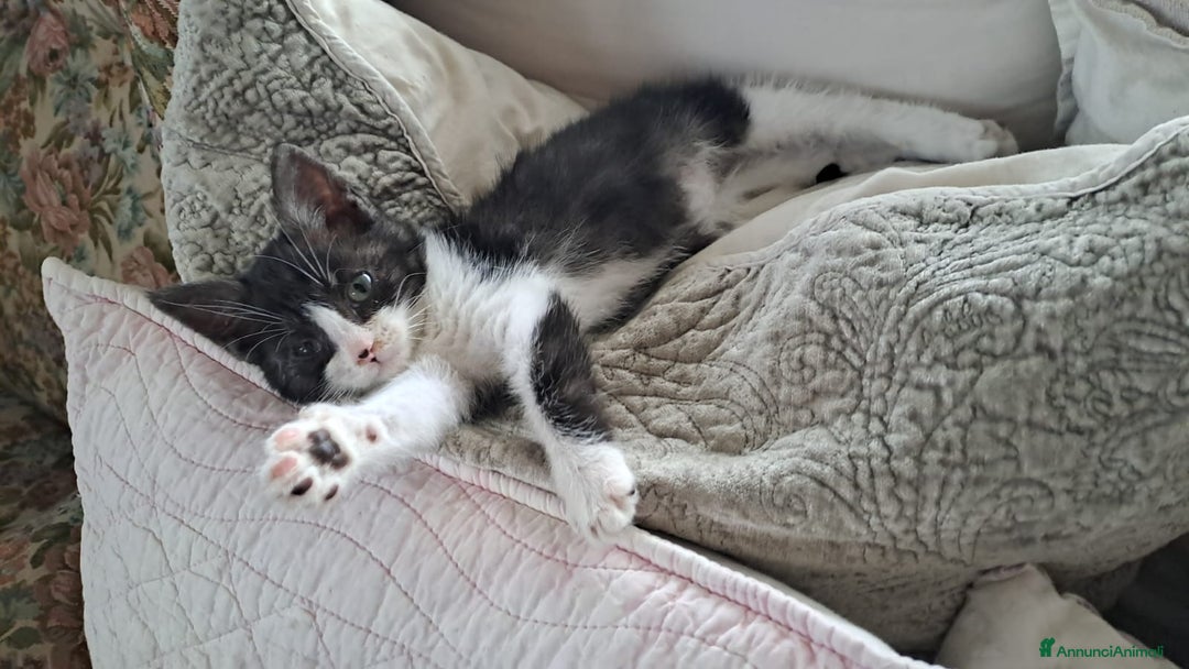 Altre razze gatti in regalo: Piccola micetta di due mesi cerca casa - Annuncio 1