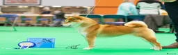 Shiba Inu cani in vendita: Shiba inu - Annuncio 36