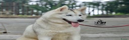 Husky cani in vendita: Siberian Husky cuccioli total white linea russa - Annuncio 10