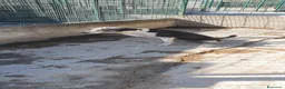 Meticcio cani in regalo: Biancavilla in canile a Catania - Annuncio 6