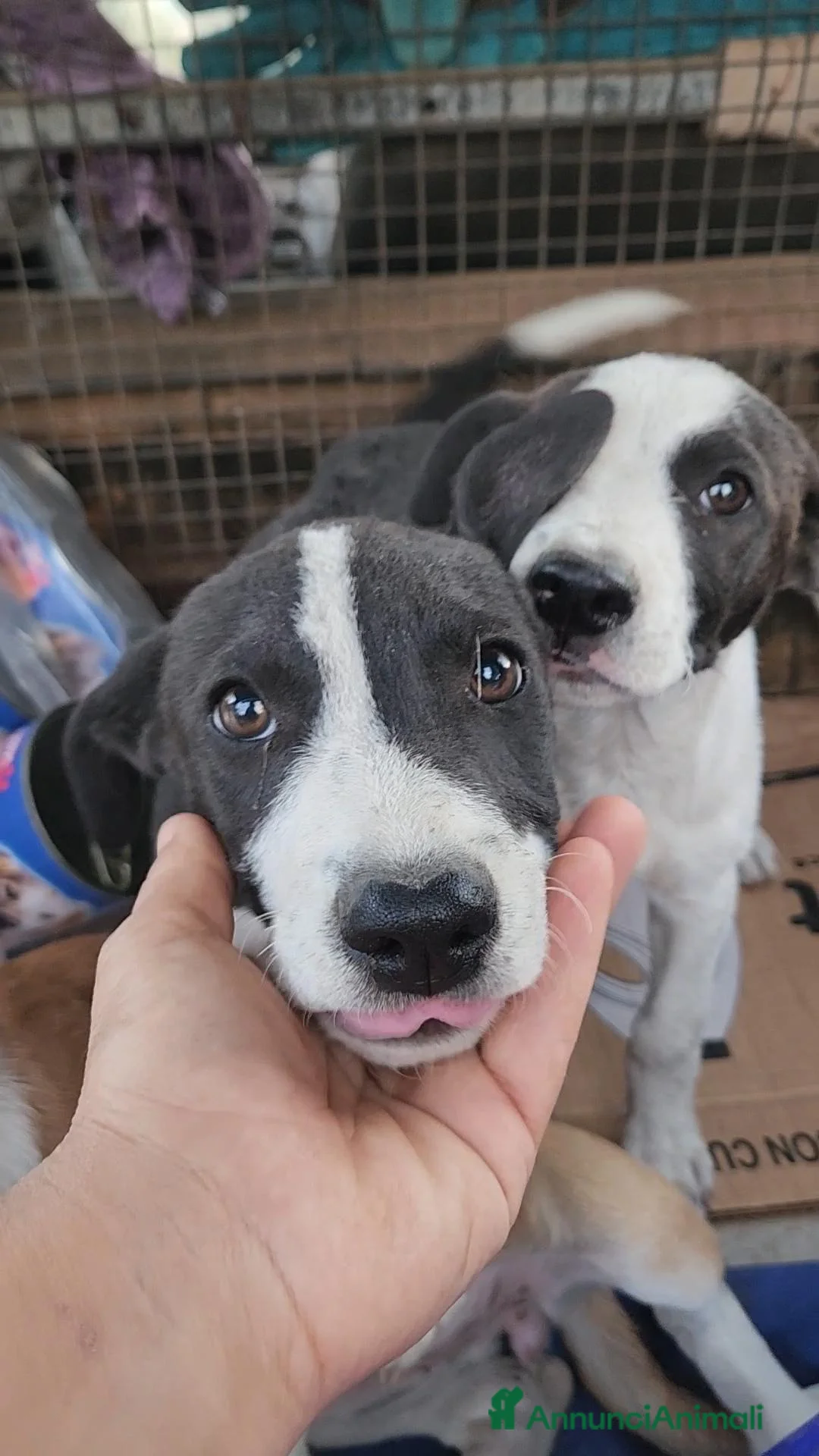Meticcio cani in regalo: 3femmine sui 3mesi tg media COSENZA URGENTEEEE - Annuncio 2