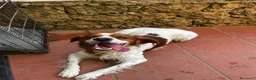 Breton cani in regalo: Poli il Breton che sorride - Annuncio 5