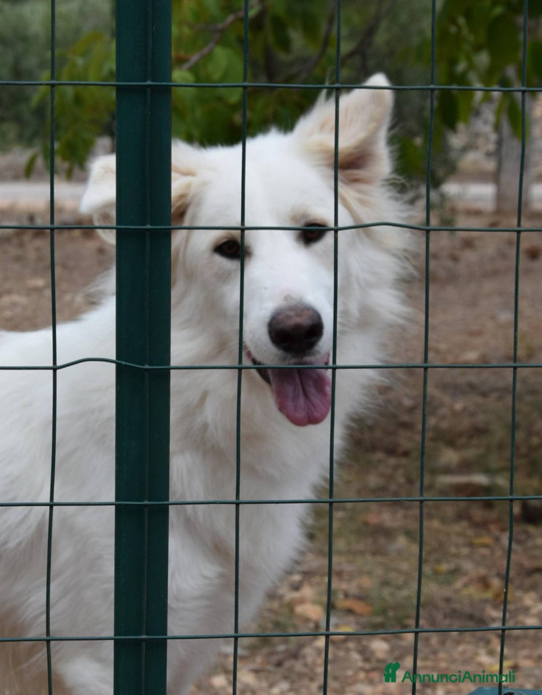 Affenpinscher cani in regalo: Ciccio 2 anni, carattere straordinario - Annuncio 2