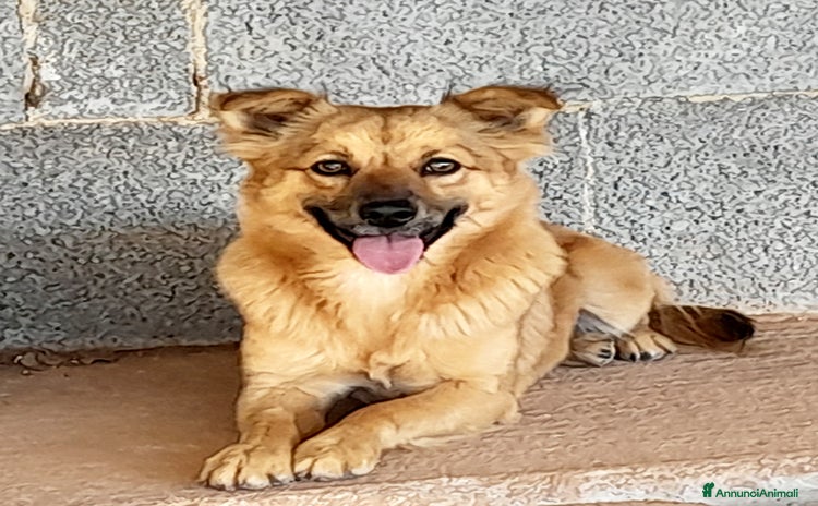 Meticcio cani a Città Metropolitana di Firenze - Annuncio 4