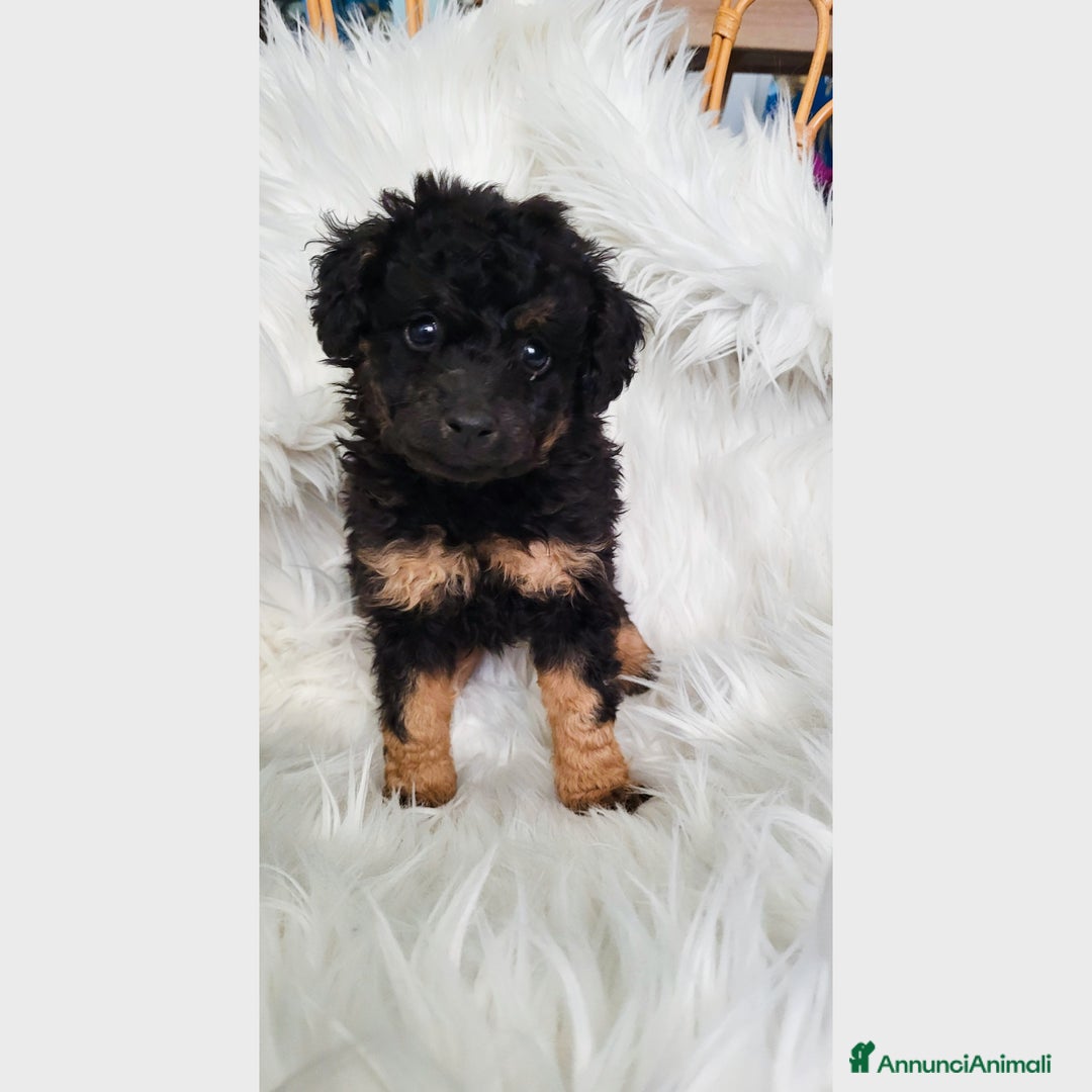 Barboncino cani in vendita: Cuccioli di Barboncino - Annuncio 8