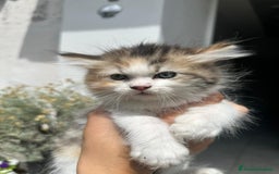 Persiano gatti in vendita: Gattine persiane normotipo  a Provincia di Reggio Emilia - Immagine 10