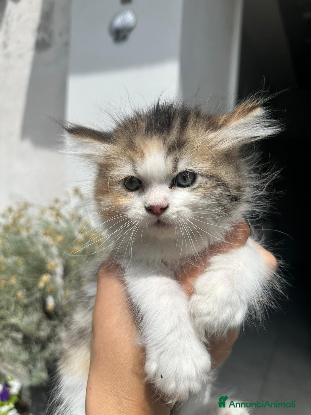 Persiano gatti in vendita: Gattine persiane normotipo  a Provincia di Reggio Emilia - Immagine 10