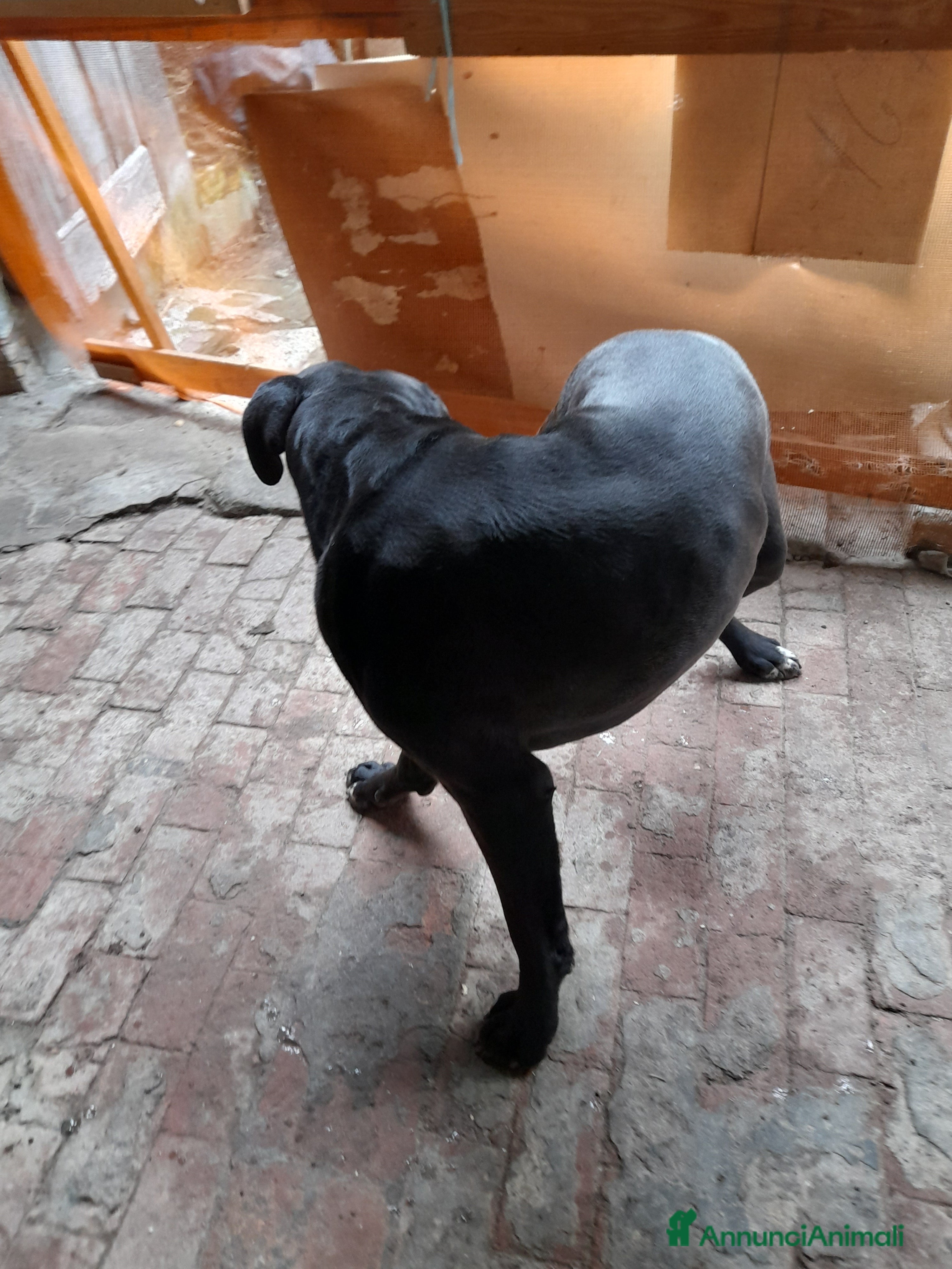 Cane Corso cani 4 anni e mezzo cane corso a Provincia di Bergamo - Annuncio 14