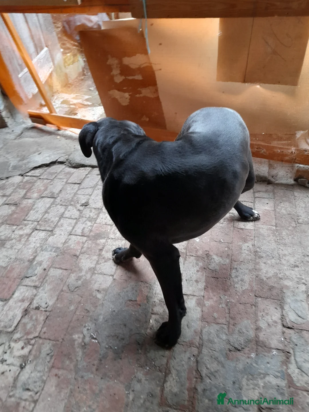 Cane Corso cani in regalo: 4 anni e mezzo cane corso a Provincia di Bergamo - Annuncio 1