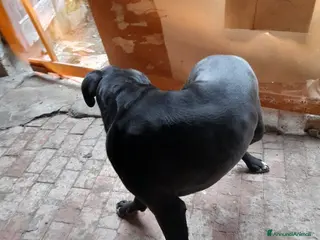 Cane Corso cani 4 anni e mezzo cane corso a Provincia di Bergamo - Annuncio 1