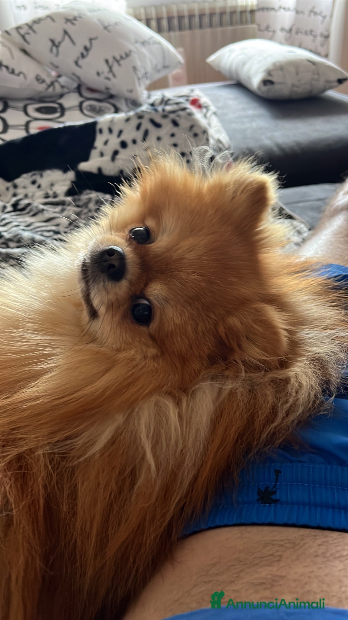 Spitz cani Spitz nano  - Annuncio 4