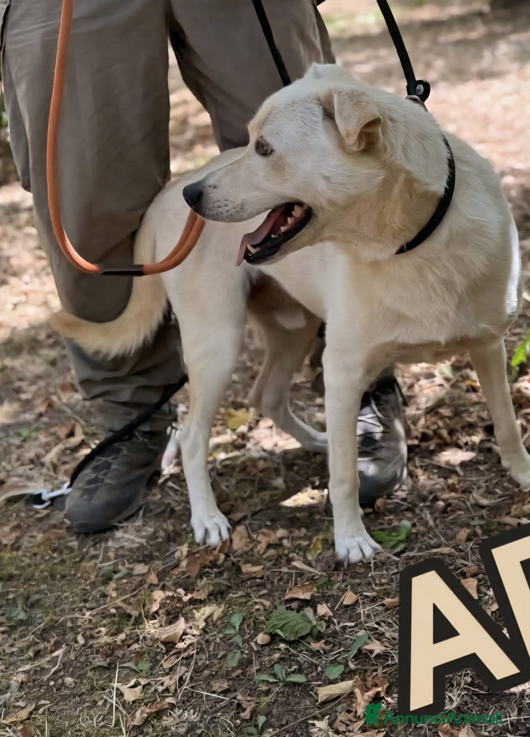 Labrador cani in regalo: Aron cerca casa - Annuncio 5