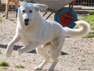 Meticcio cani ADOTTA IL TENERO DEMYR a Provincia di Modena - Annuncio 14