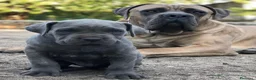 Cane Corso cani in vendita: Cuccioli di Cane Corso a Città Metropolitana di Napoli - Annuncio 1