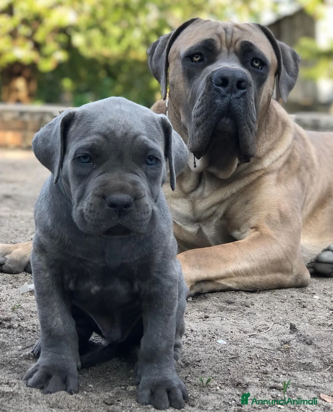 Cane Corso cani in vendita: Cuccioli di Cane Corso a Città Metropolitana di Napoli - Annuncio 1
