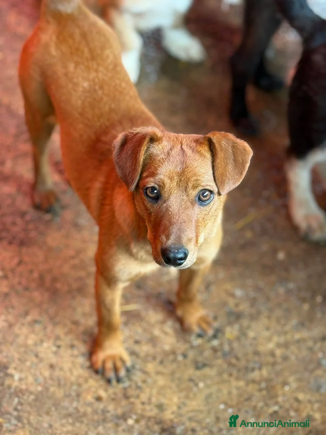 Meticcio cani in regalo: NIKITA, trottolina coccolona! TG PICCOLA - Annuncio 7