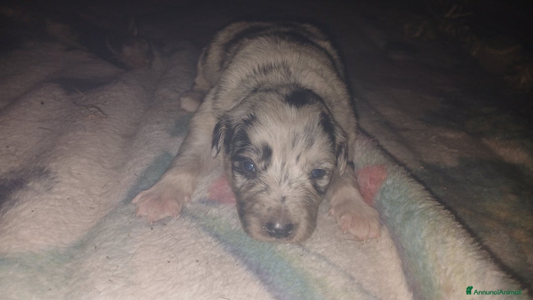 Australian Shepherd cani per accoppiamento: pastore australian della lessinia - Annuncio 11