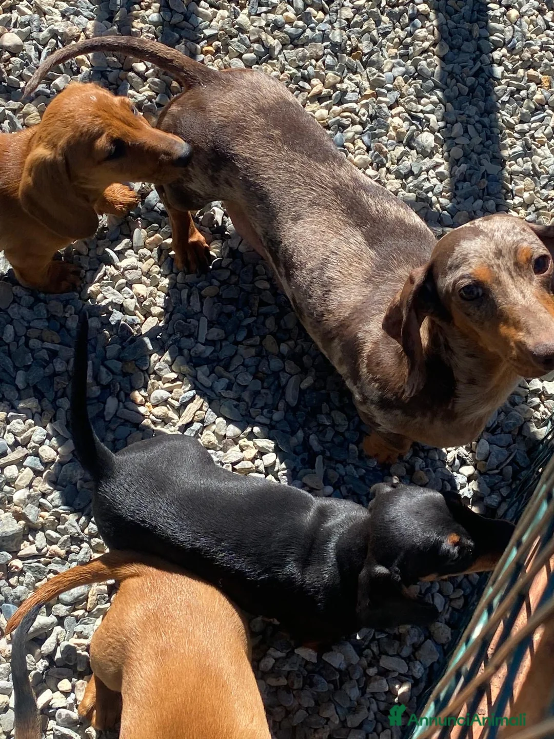 Bassotto cani in vendita: Bassotto tedesco - Annuncio 7