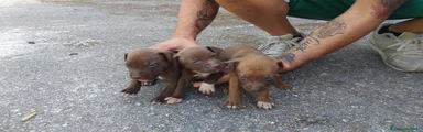 Pitbull 3