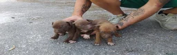 Pitbull cani in vendita: american pitbull a Città Metropolitana di Bari - Annuncio 5