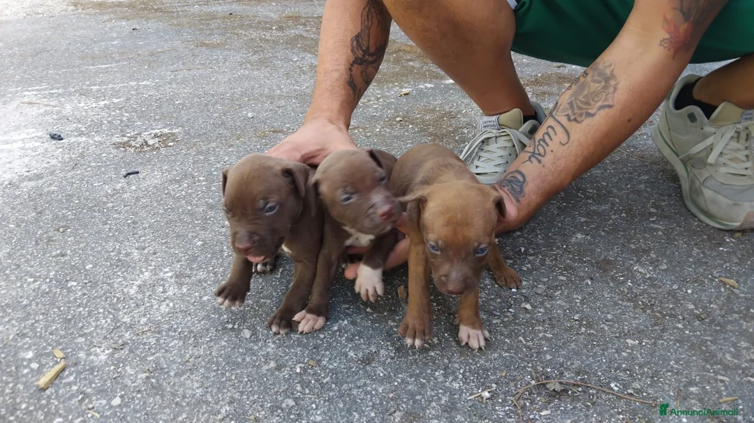 Pitbull cani in vendita: american pitbull a Città Metropolitana di Bari - Annuncio 5