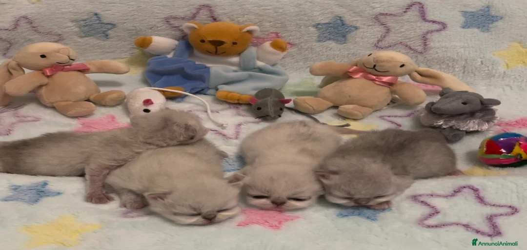 Immagine della galleria {{count}}