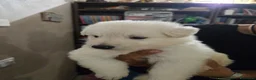 Pastore Svizzero cani in vendita: Cuccioli pastore svizzero bianco - Annuncio 9