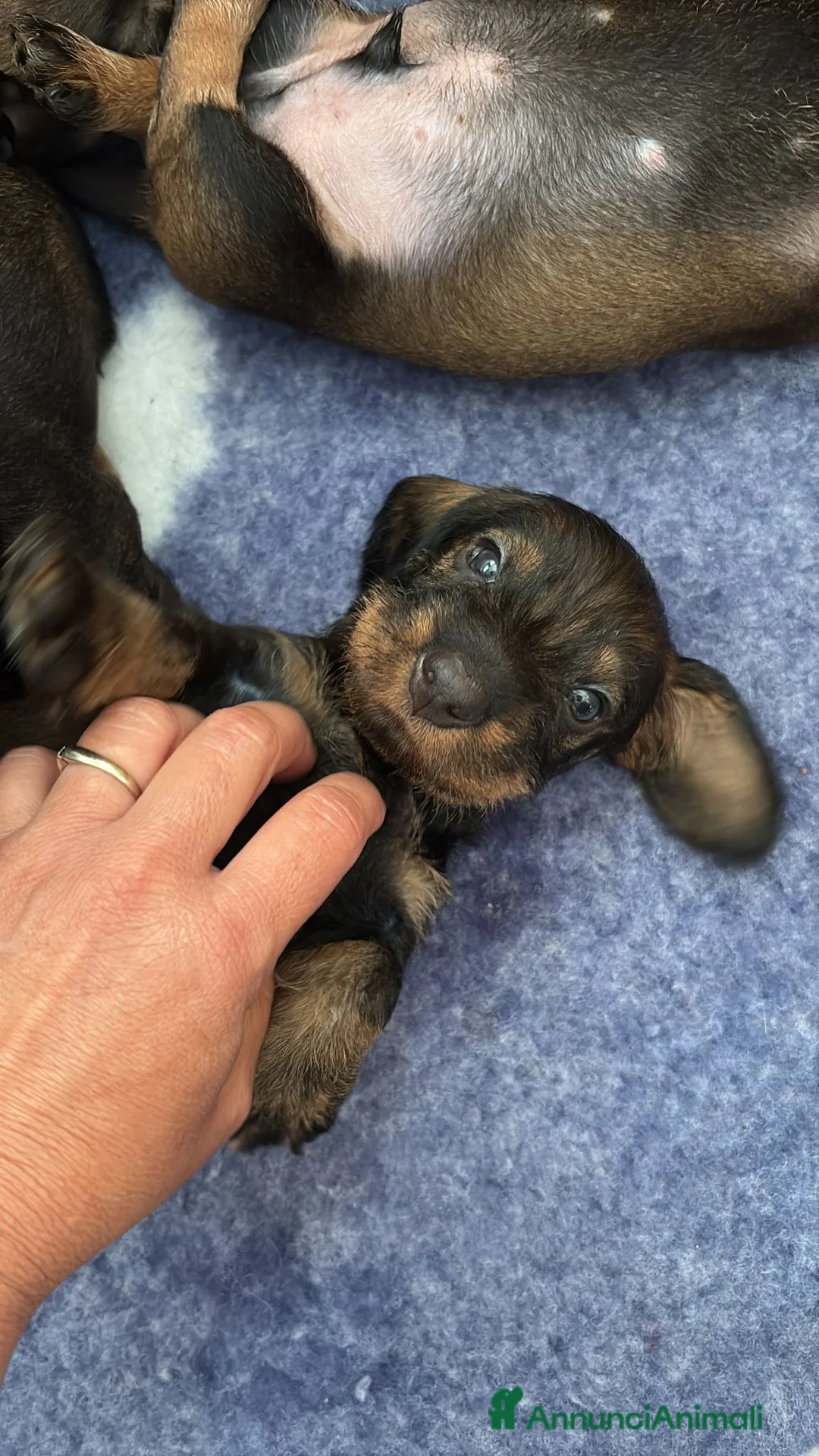Bassotto cani in vendita: Cuccioli di bassotto tedesco standard a pelo duro - Annuncio 2