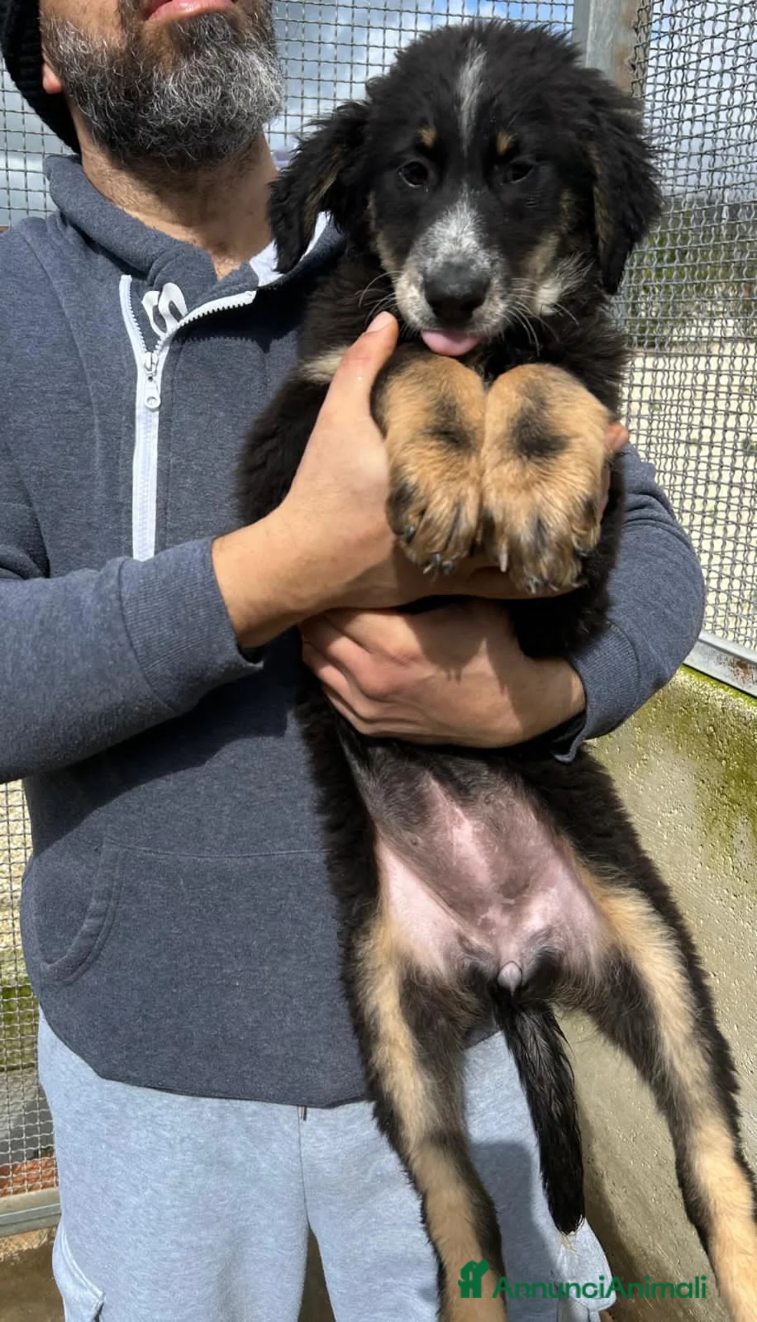 Altre razze cani in regalo: CLELIA CESARE CONAN - Annuncio 1