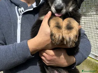 Altre razze cani CLELIA CESARE CONAN - Annuncio 2