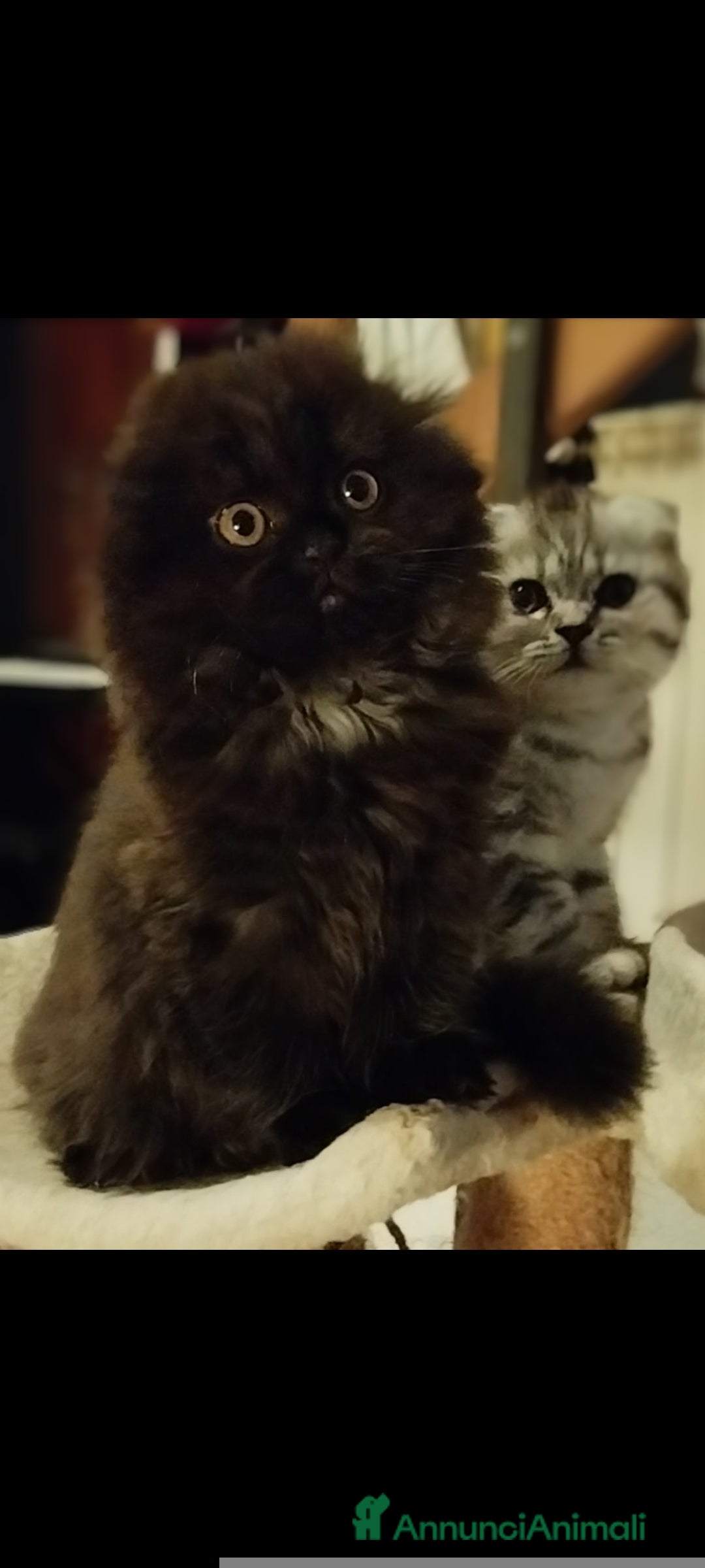 Scottish gatti in vendita: Disponibile scottish fold longhair  - Annuncio 3