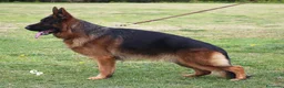 Pastore Tedesco cani in vendita: Super cuccioli alta genealogia - Annuncio 6