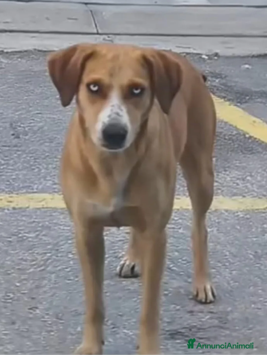 Meticcio cani in regalo: Livia 2anni tg media da salvare al +presto! - Annuncio 1