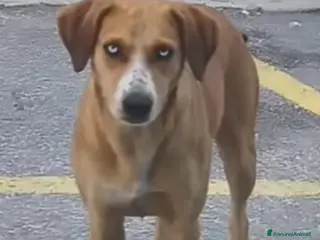 Meticcio cani Livia 2anni tg media da salvare al +presto! - Annuncio 2