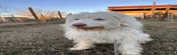Meticcio cani in regalo: ABBANDONATO DALLA SUA FAMIGLIA  a Provincia di Ferrara - Annuncio 2