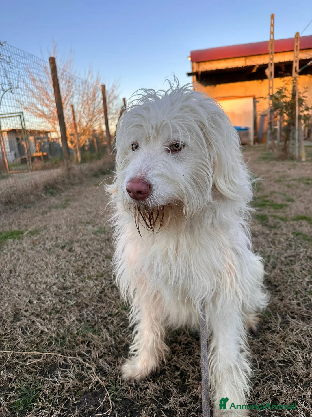 Meticcio cani in regalo: ABBANDONATO DALLA SUA FAMIGLIA  a Provincia di Ferrara - Annuncio 2