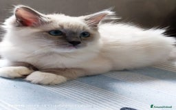 Ragdoll gatti in vendita: Ragdoll  cuccioli  a Torino - Immagine 9
