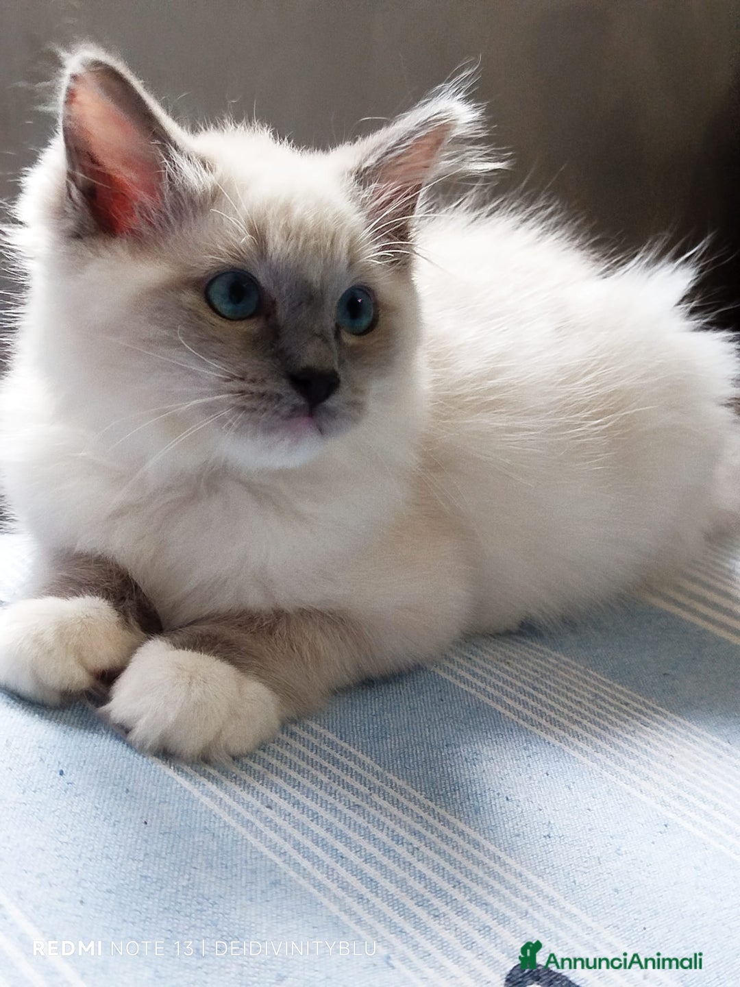 Ragdoll gatti in vendita: Ragdoll  cuccioli  a Torino - Immagine 9