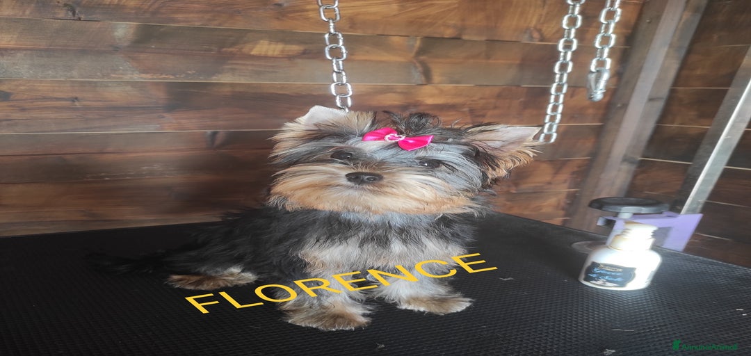 Immagine della galleria {{count}}