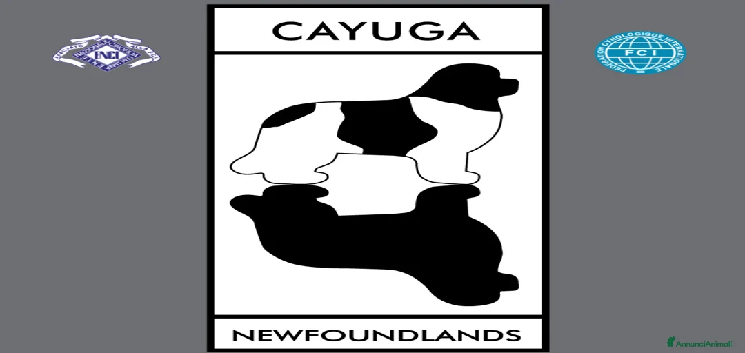 Immagine della galleria {{count}}