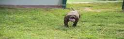 Pitbull cani in vendita: Cuccioli di Pit Bull anche a rate - Annuncio 15
