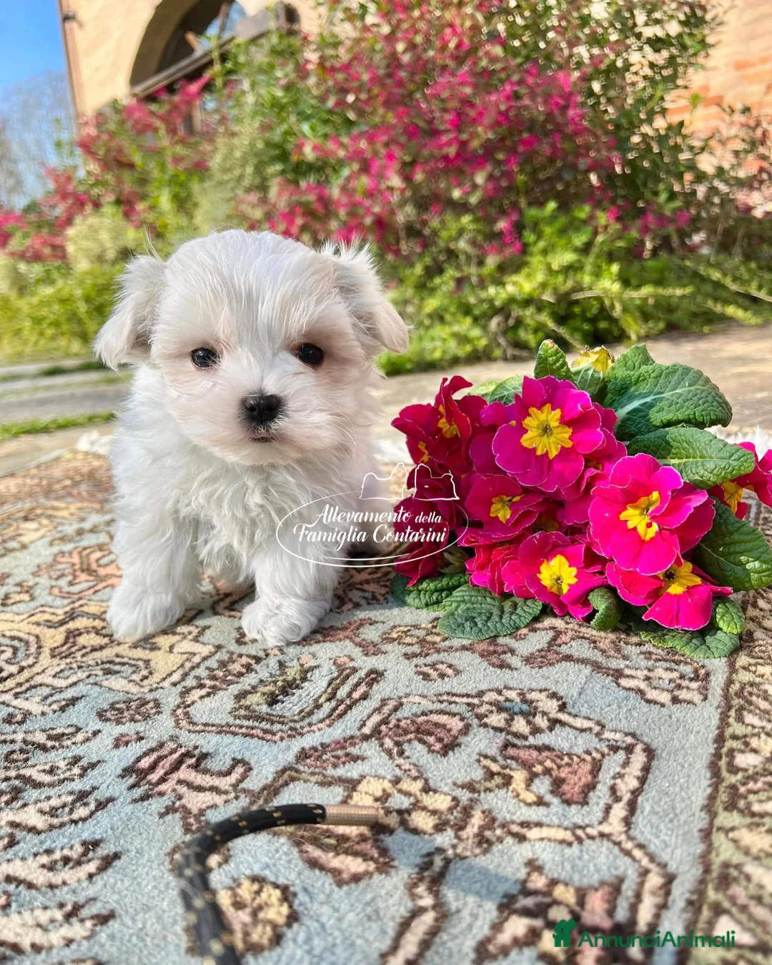 Maltese cani in vendita: MALTESI TOY CUCCIOLI  - Annuncio 2