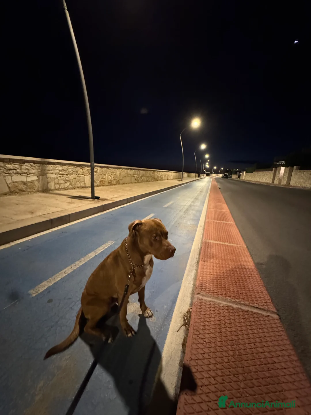 Pitbull cani in regalo: Pitbull red nose ABDA a Provincia di Barletta-Andria-Trani - Annuncio 4