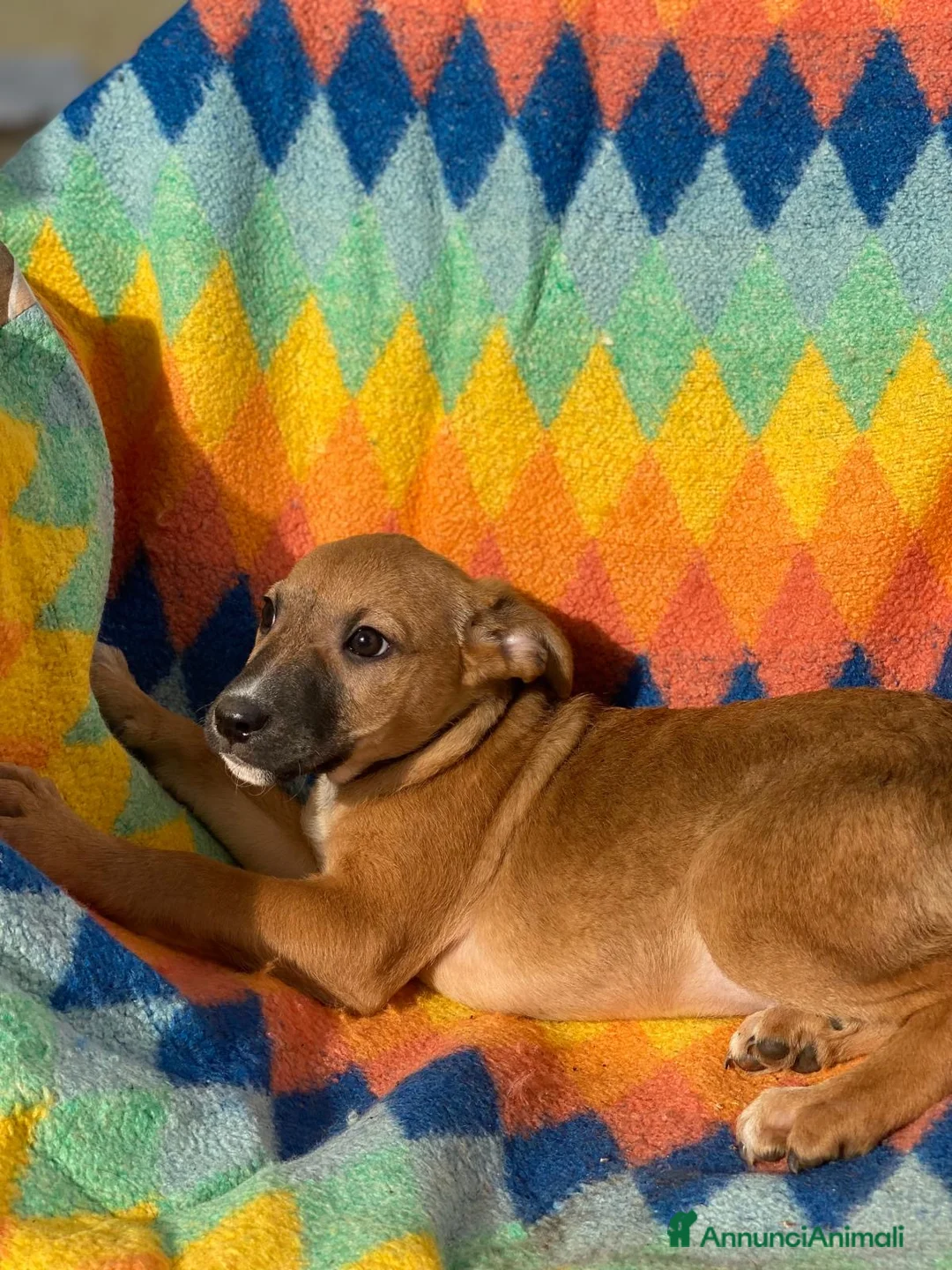 Meticcio cani in regalo: FRECCIA 🩷 -cucciola futura taglia medio/piccola😍 - Annuncio 7