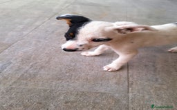 Altre razze cani in regalo: Cuccioli cercano casa  - Immagine 5