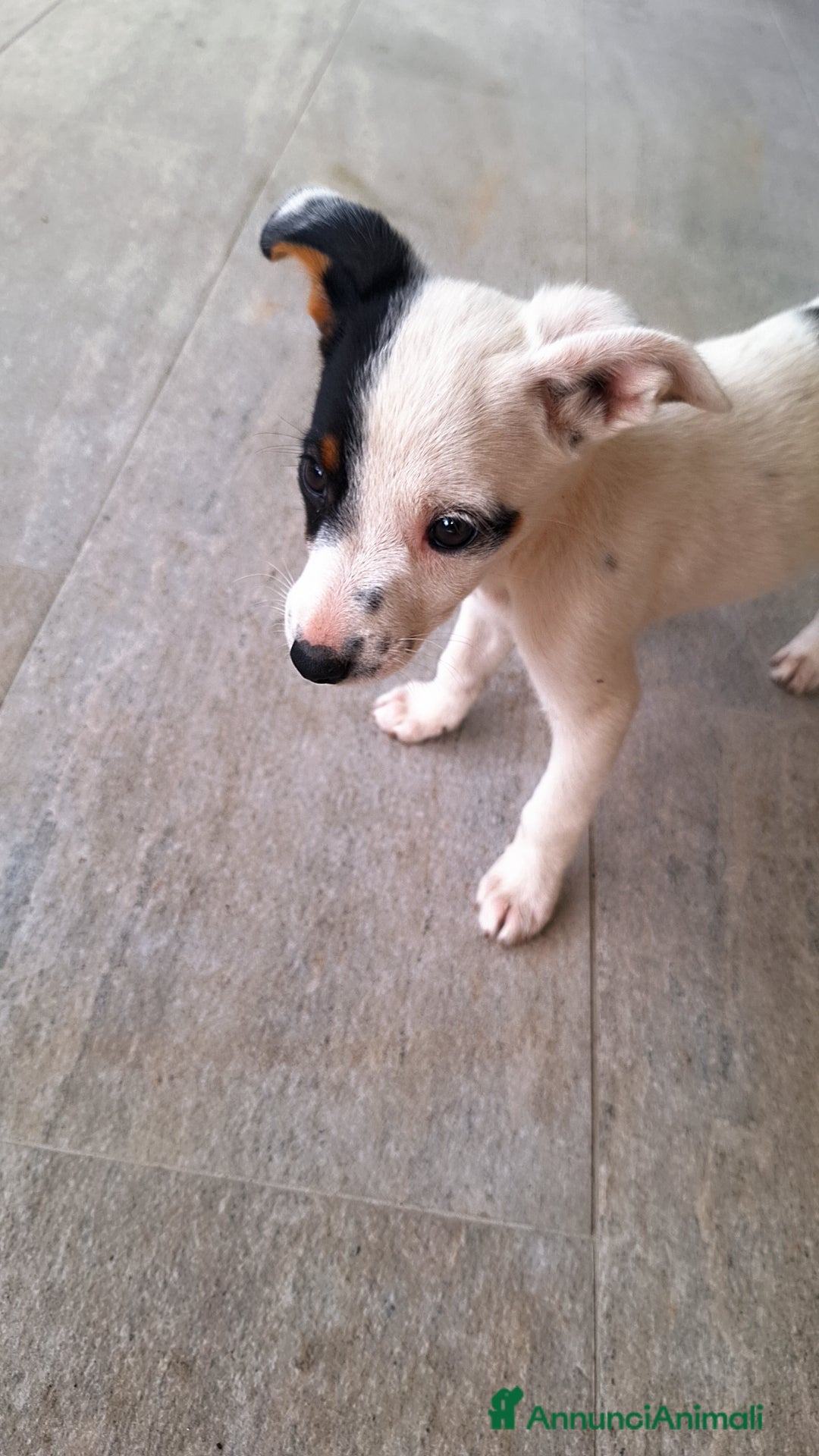 Altre razze cani in regalo: Cuccioli cercano casa  - Immagine 5