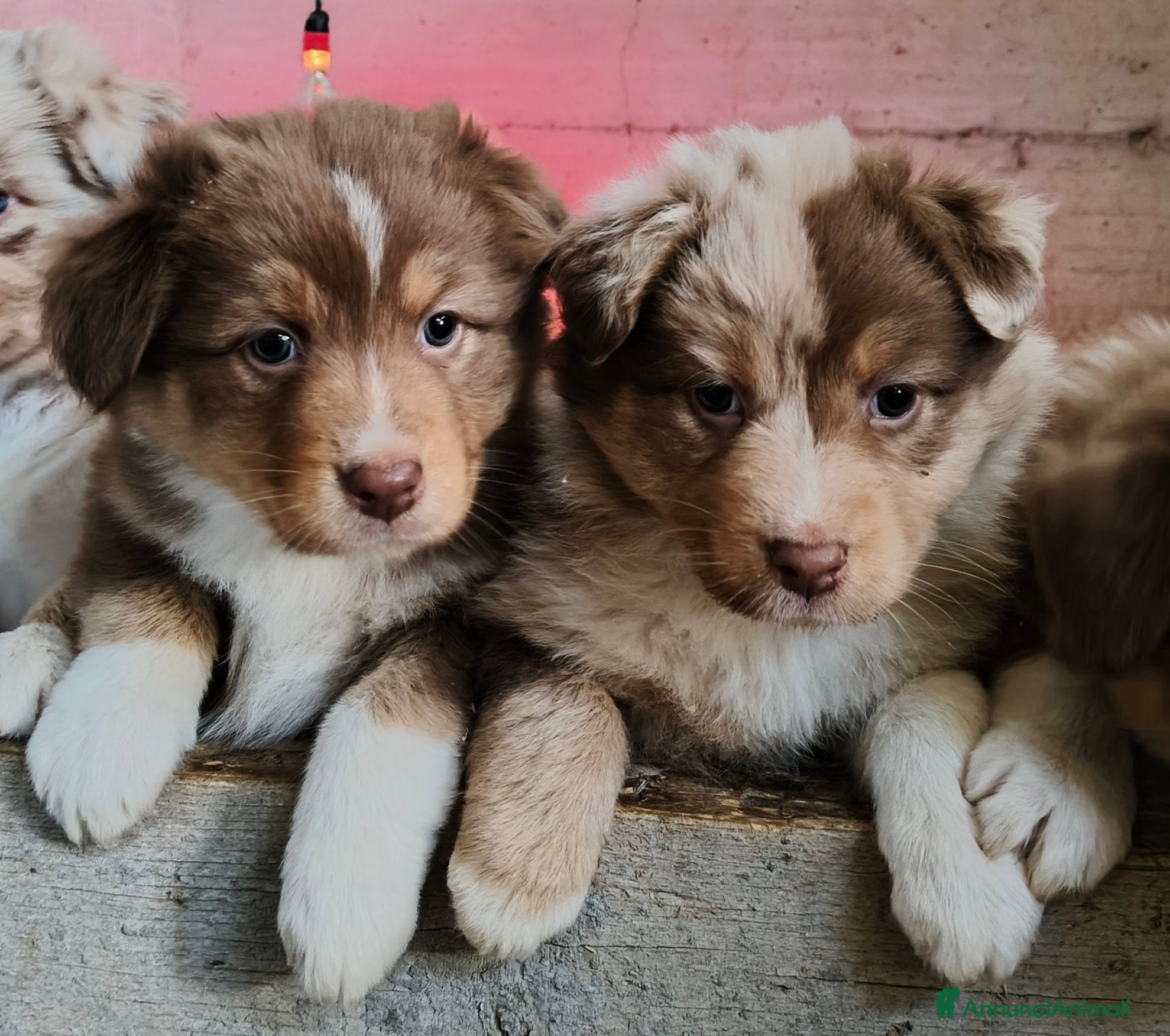 Australian Shepherd cani Cuccioli Australian Shepherd con pedigree  - Annuncio 13