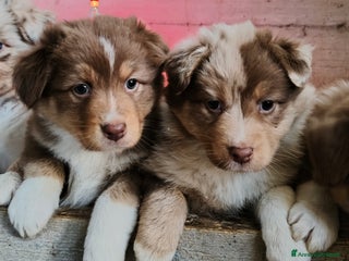 Australian Shepherd cani Cuccioli Australian Shepherd con pedigree - Annuncio 6
