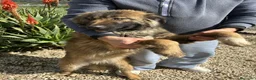 Meticcio cani in regalo: ARGO E ATHOS - Annuncio 4